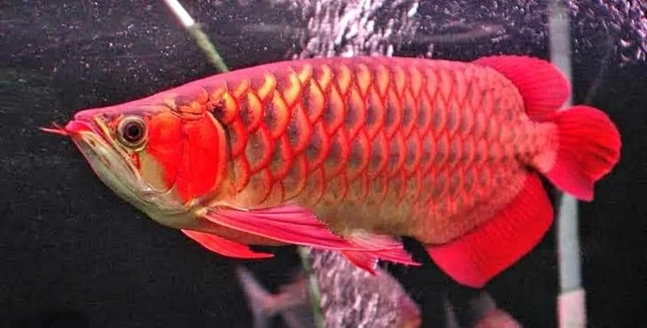 金龍魚翹嘴圖片高清