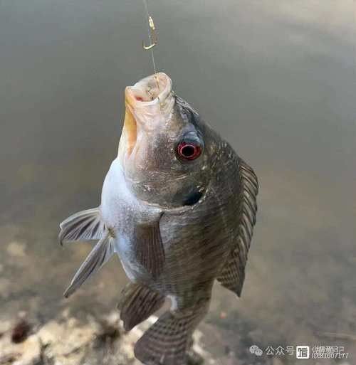 金龍魚翹嘴圖片高清