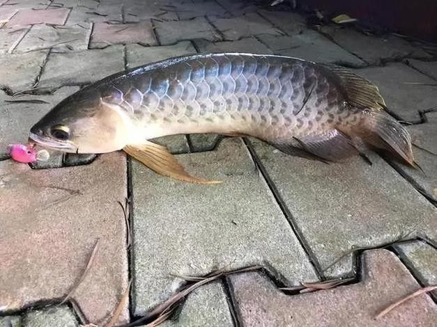 金龍魚翹嘴圖片高清