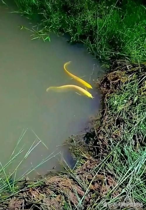 金龍魚翹嘴圖片高清