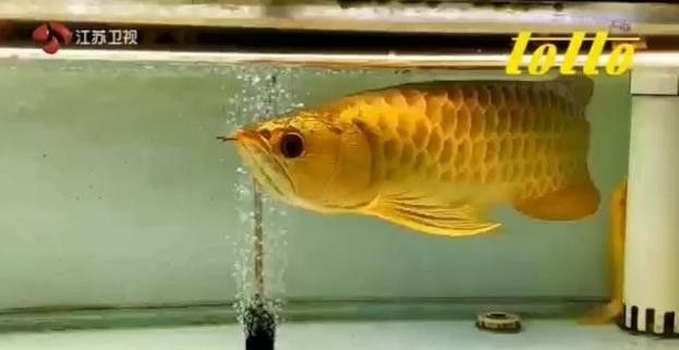 金龍魚翹嘴圖片高清
