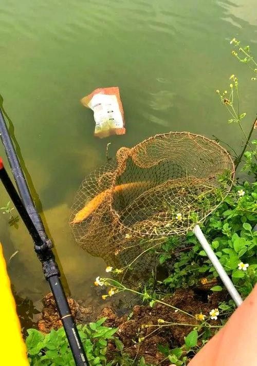 金龍魚翹嘴圖片高清