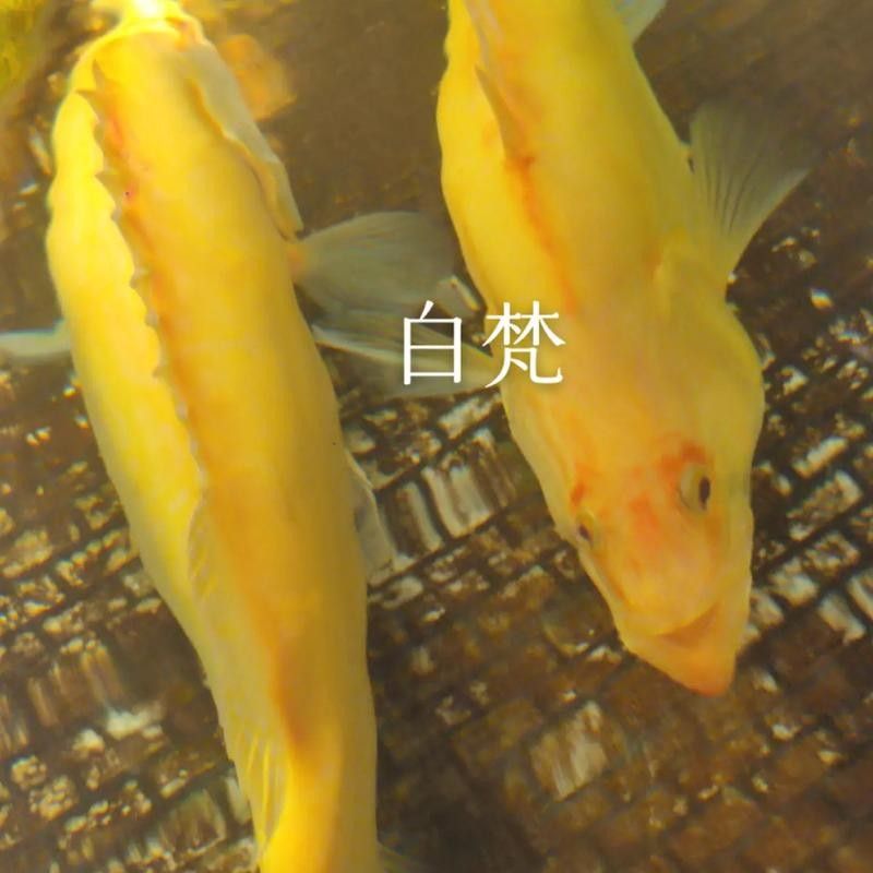金龍魚翹嘴圖片高清