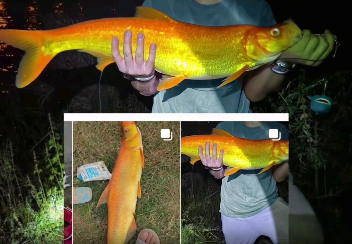 金龍魚翹嘴圖片高清