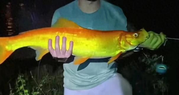 金龍魚翹嘴圖片高清