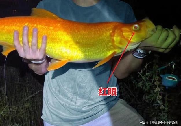 金龍魚翹嘴圖片高清