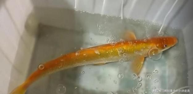 金龍魚翹嘴圖片高清