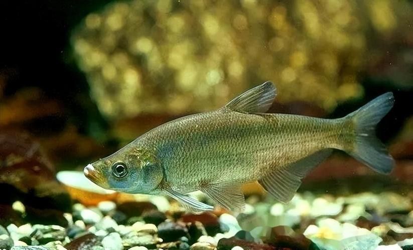 金龍魚翹嘴圖片高清