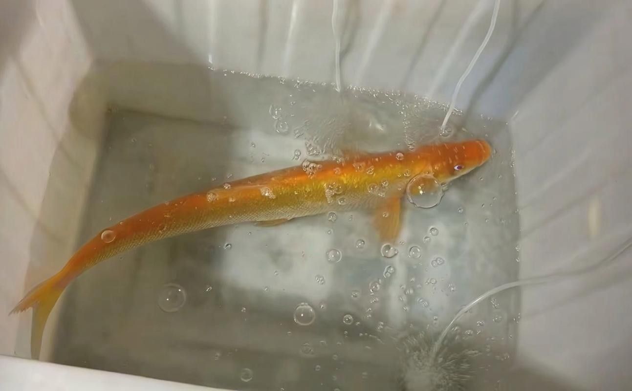 金龍魚翹嘴圖片高清