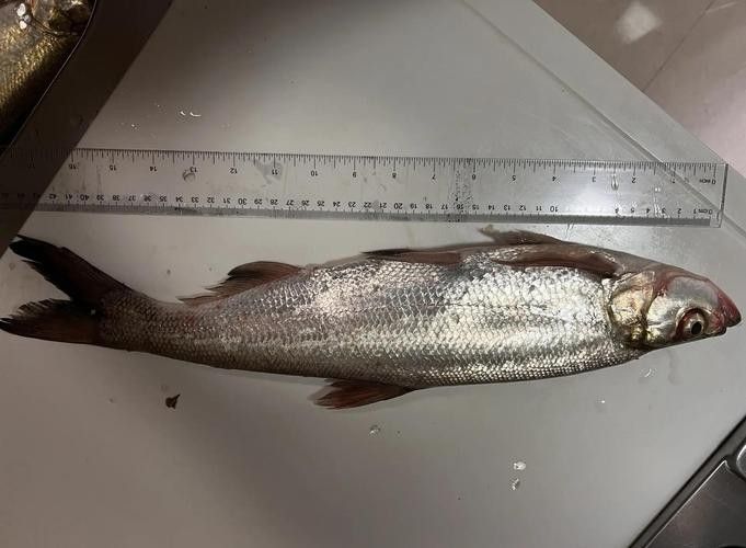 金龍魚翹嘴圖片高清