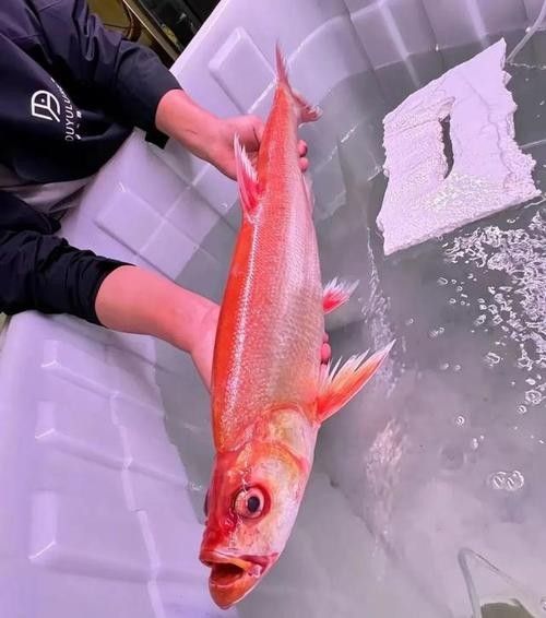 金龍魚翹嘴圖片高清