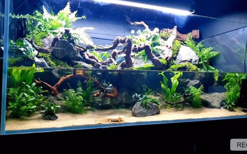 養(yǎng)六角恐龍魚缸內(nèi)可以擺放什么