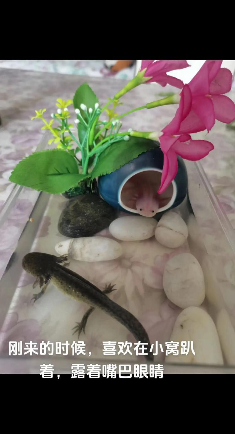 養(yǎng)六角恐龍魚缸內(nèi)可以擺放什么