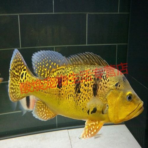 巴西亞魚(yú)和金龍魚(yú)能混養(yǎng)嗎圖片對(duì)比