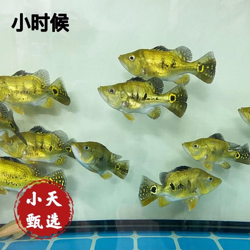 巴西亞魚和金龍魚能混養嗎圖片對比
