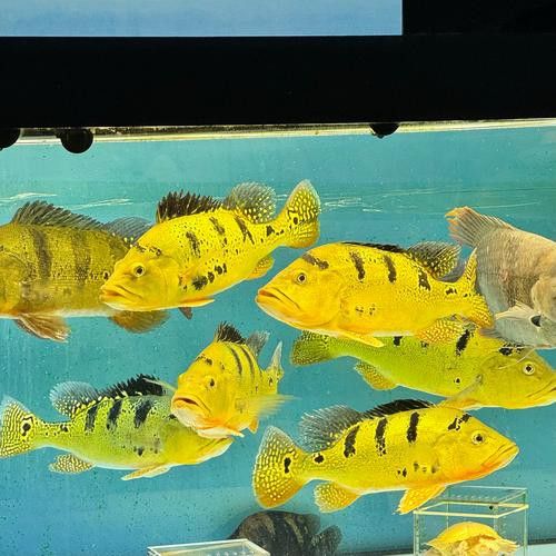 巴西亞魚(yú)和金龍魚(yú)能混養(yǎng)嗎圖片對(duì)比