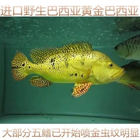 巴西亞魚(yú)和金龍魚(yú)能混養(yǎng)嗎圖片對(duì)比