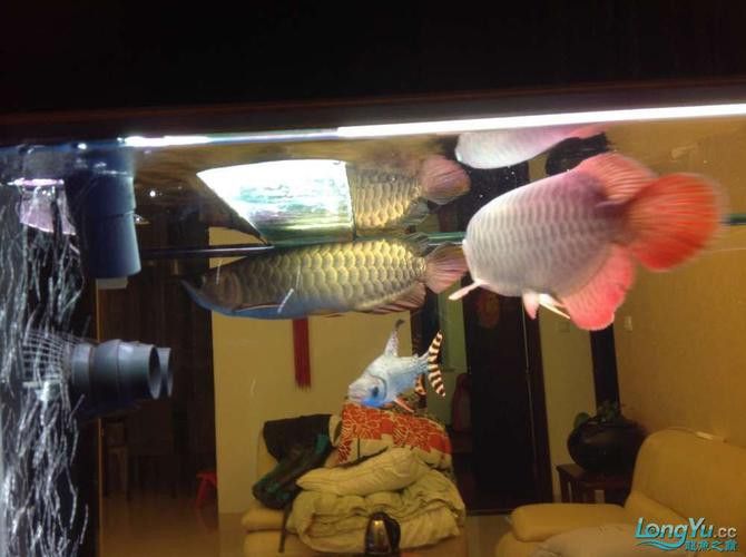 巴西亞魚(yú)和金龍魚(yú)能混養(yǎng)嗎圖片對(duì)比