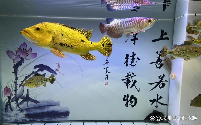 巴西亞魚(yú)和金龍魚(yú)能混養(yǎng)嗎圖片對(duì)比