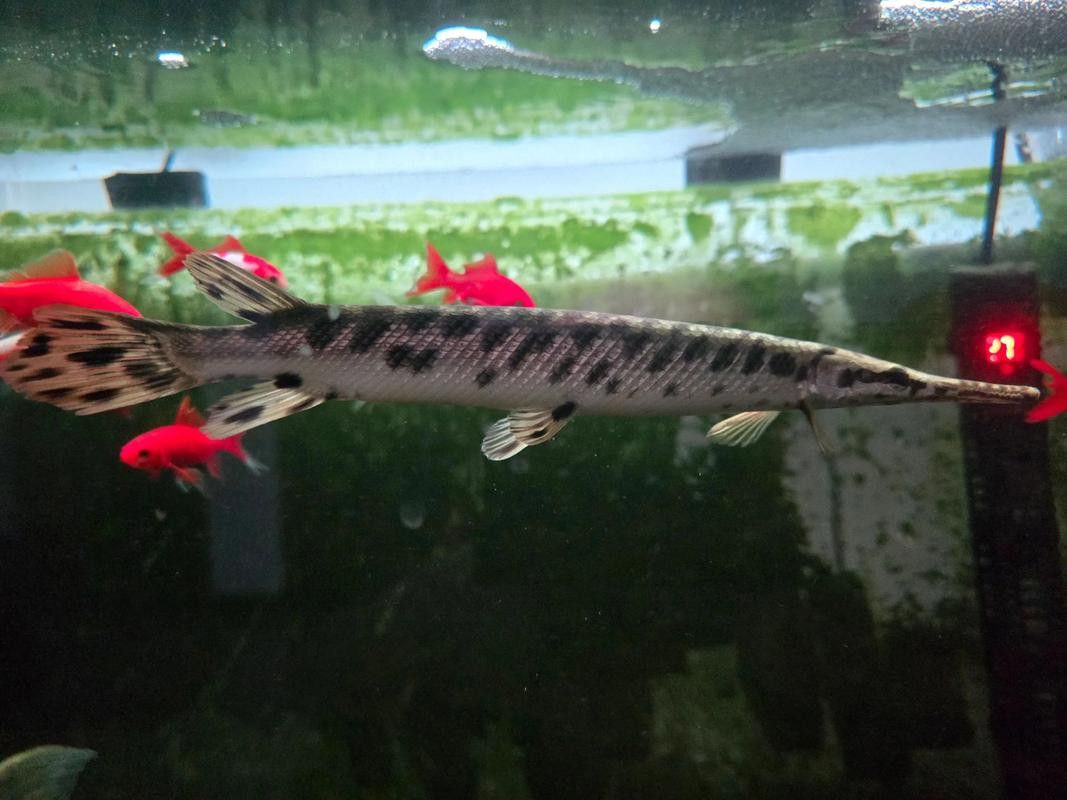 巴西亞魚(yú)和金龍魚(yú)能混養(yǎng)嗎圖片對(duì)比