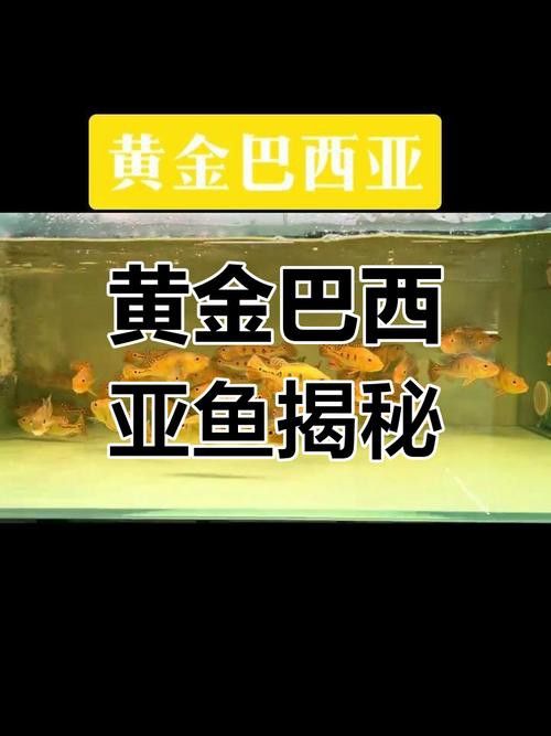 巴西亞魚(yú)和金龍魚(yú)能混養(yǎng)嗎圖片對(duì)比