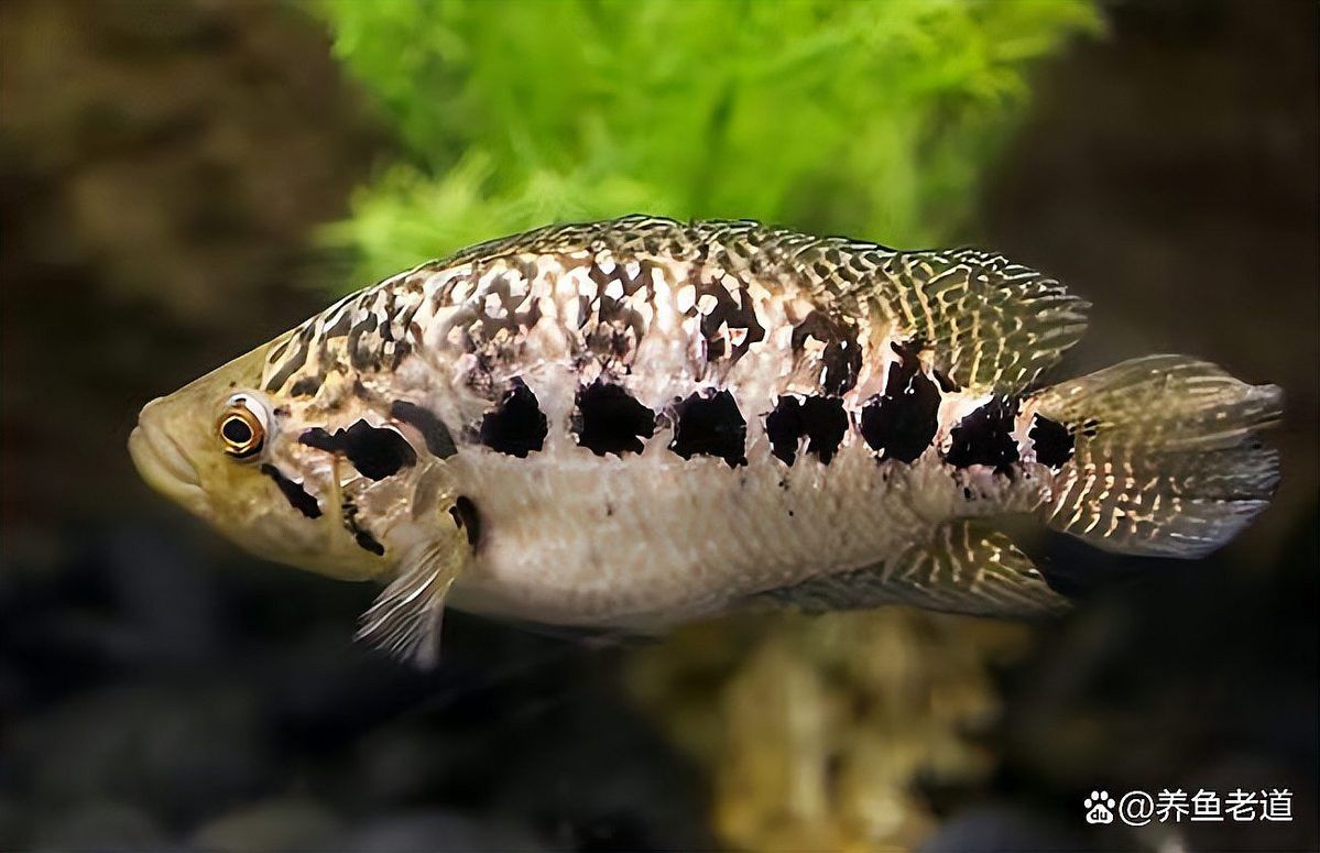 巴西亞魚(yú)和金龍魚(yú)能混養(yǎng)嗎圖片對(duì)比