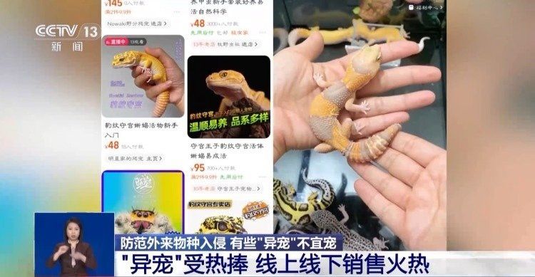 蜥蜴作為龍魚食物是否安全？