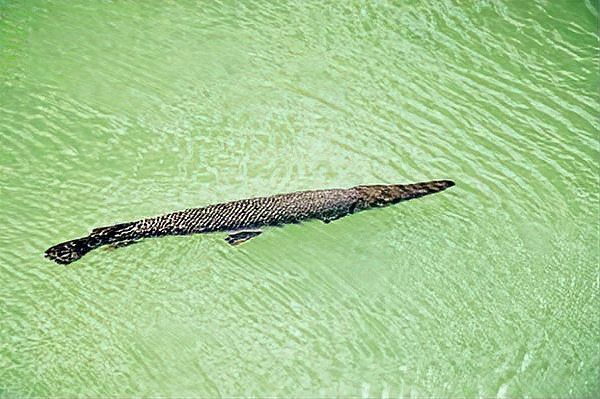 蜥蜴作為龍魚食物是否安全？