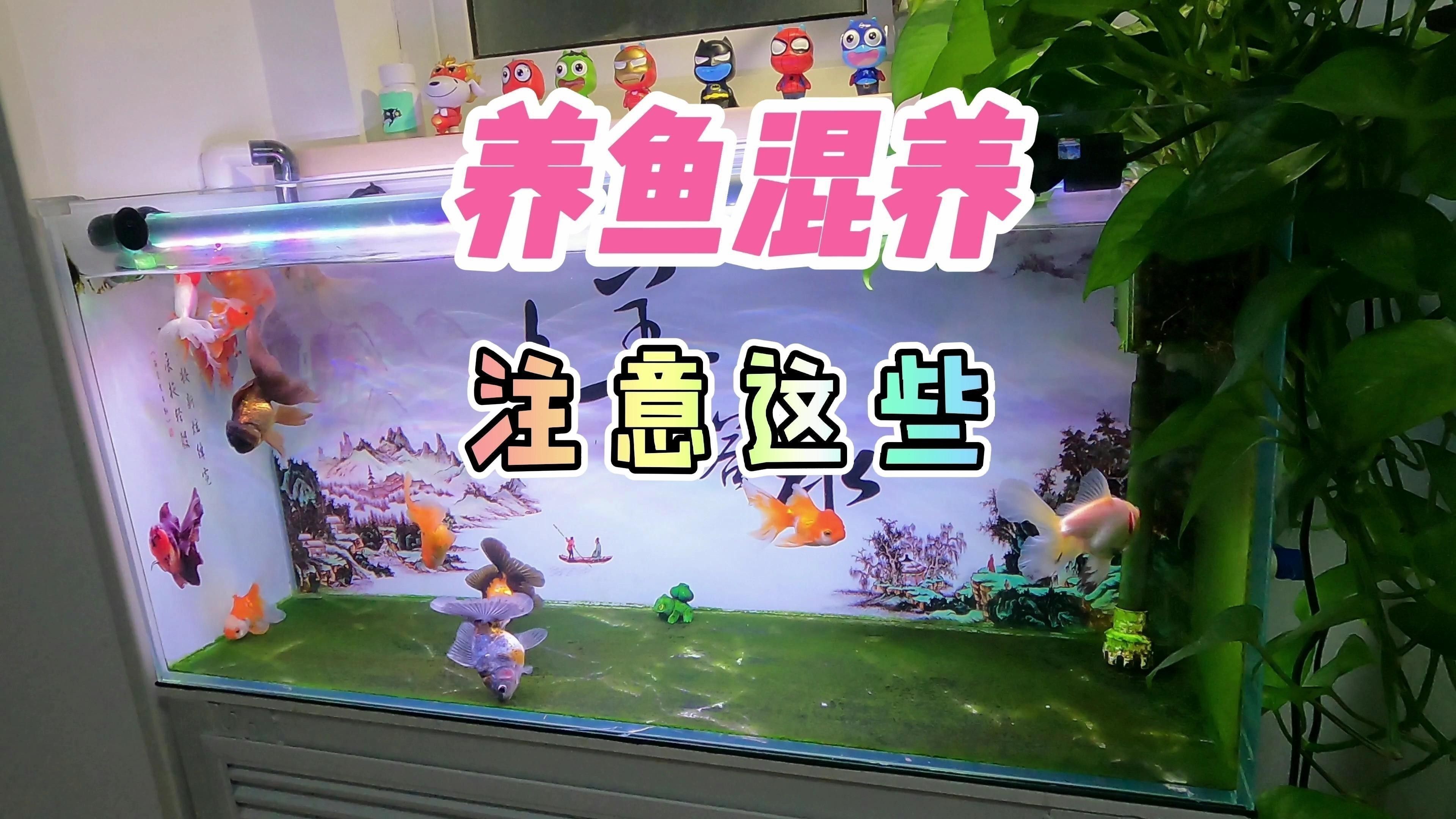 混養時如何避免過背金龍魚打架？