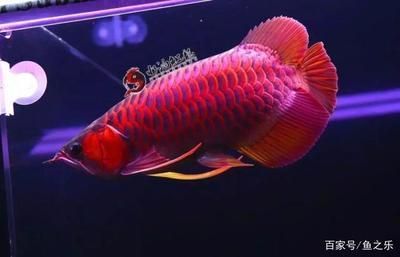 龍魚吃什么發色比較快長大：龍魚吃什么發色快長大