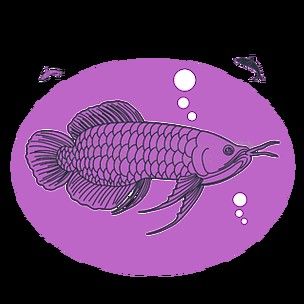 龍魚圖片壁紙卡通畫