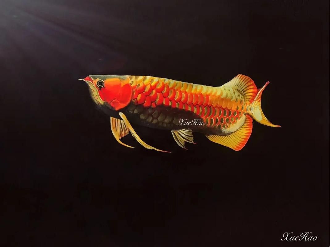 龍魚圖片壁紙卡通畫