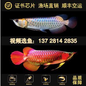 哪里能買到金龍魚幼苗：購買金龍魚幼苗有多個途徑購買金龍魚幼苗有多個途徑