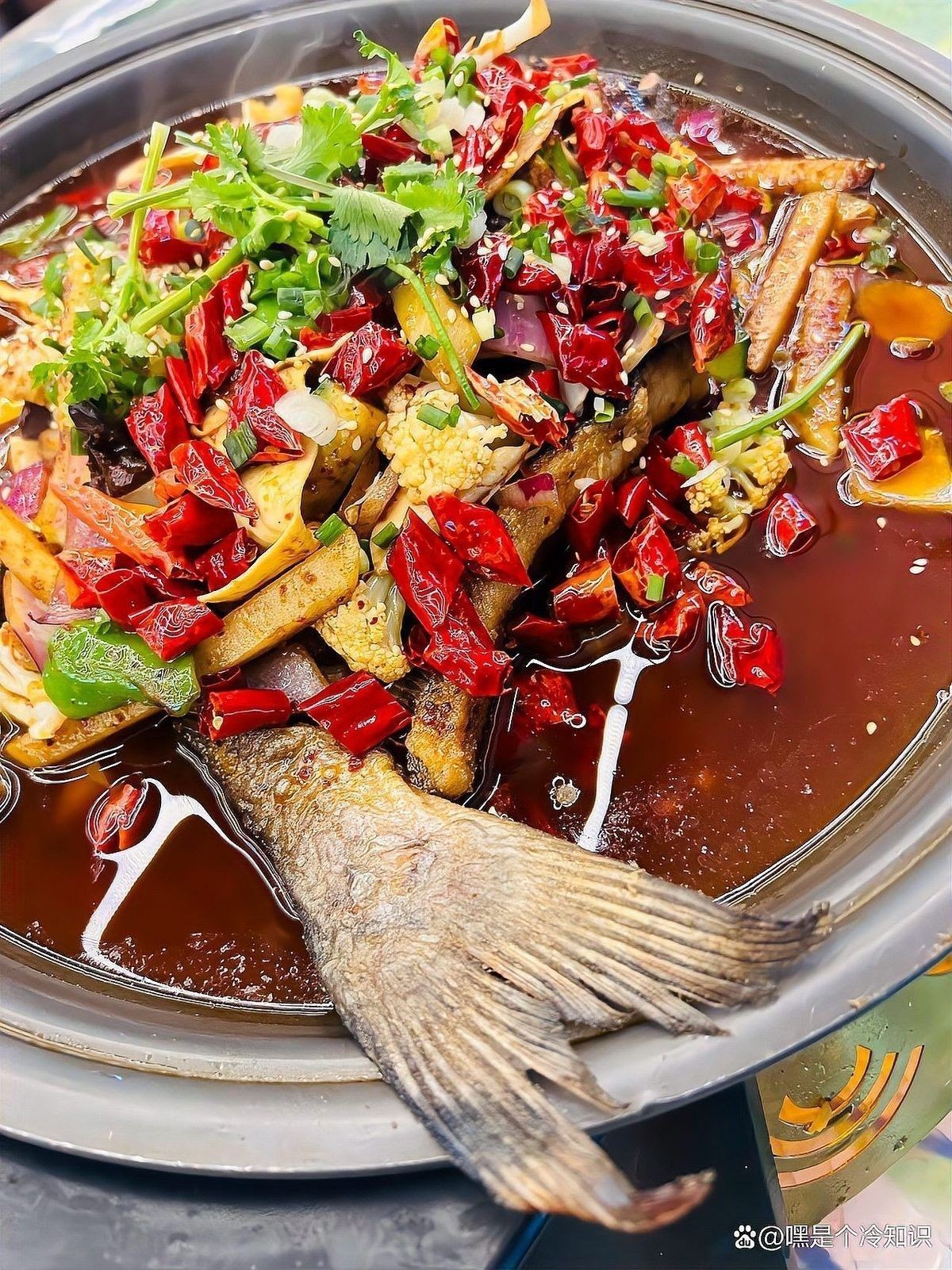 黔龍魚是什么魚？