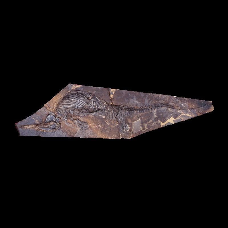 黔龍魚是什么魚？