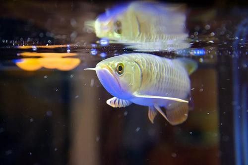 金龍魚發色過程分析圖片 龍魚百科 第22張 金龍魚發色過程分析圖片 金龍魚發色過程分析圖片 龍魚百科 第22張