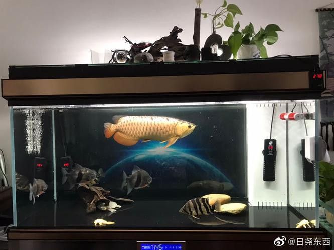 金龍魚發色過程分析圖片 龍魚百科 第31張 金龍魚發色過程分析圖片 金龍魚發色過程分析圖片 龍魚百科 第31張
