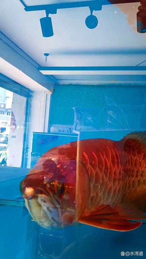 金龍魚發色過程分析圖片 龍魚百科 第38張 金龍魚發色過程分析圖片 金龍魚發色過程分析圖片 龍魚百科 第38張