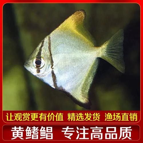 黃鰭鯧可以和龍魚混養(yǎng)嗎圖片欣賞