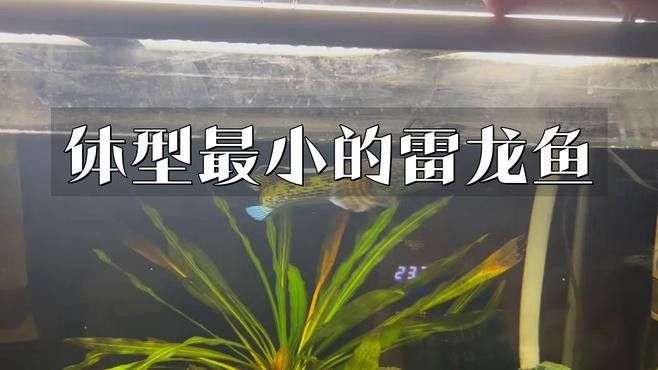 體型小的龍魚品種