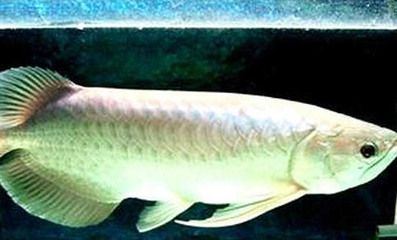 銀龍魚越來越不值錢了（銀龍魚價格低下的原因）