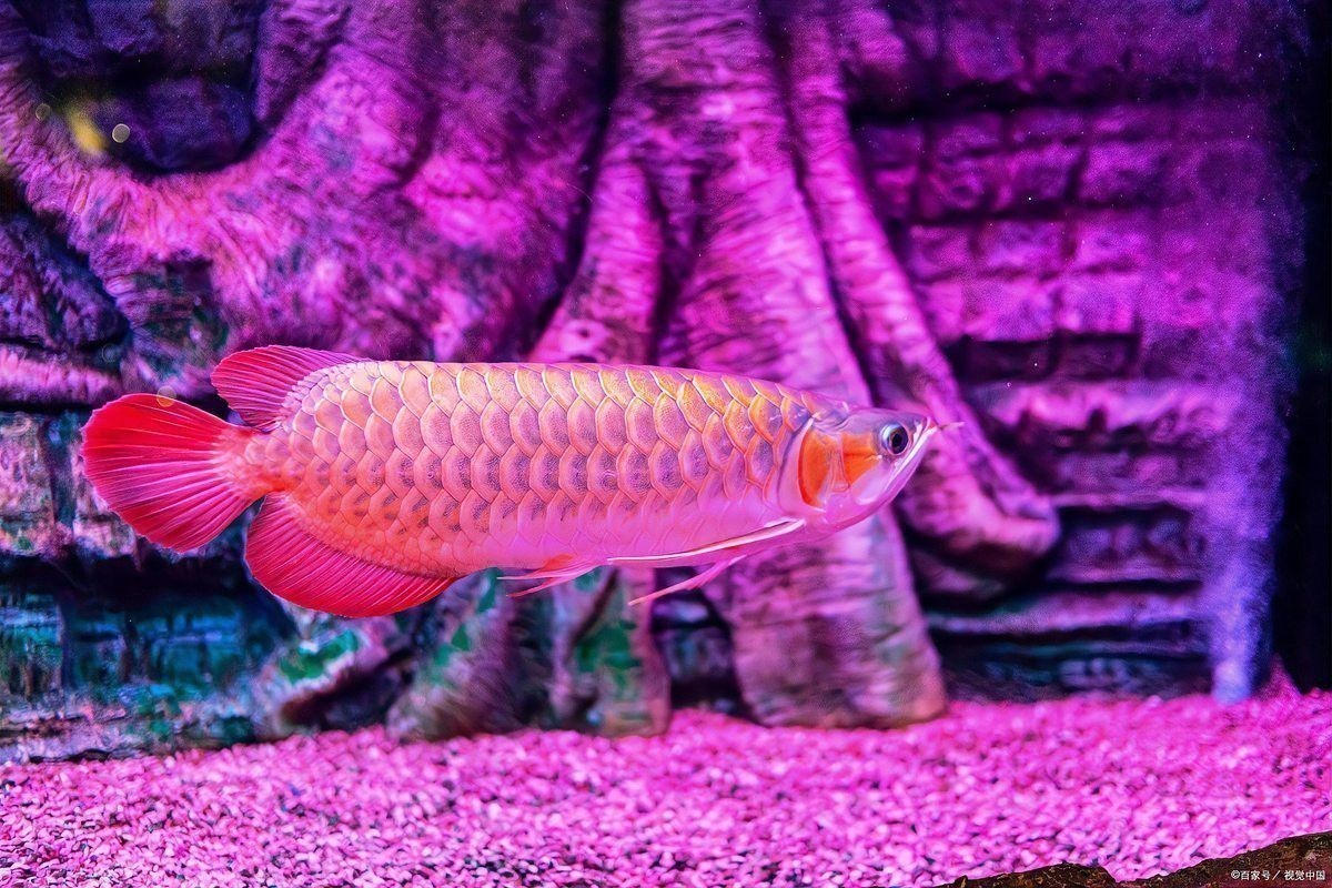 如何判斷龍魚燒尾是否嚴(yán)重？