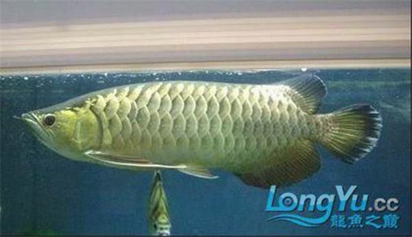 如何判斷龍魚燒尾是否嚴(yán)重？