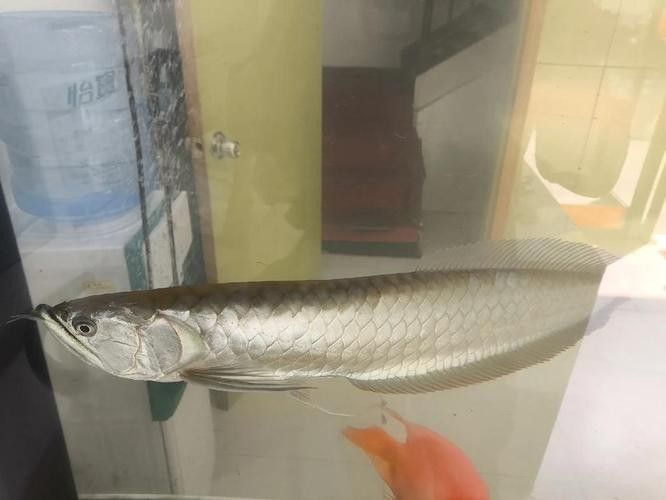 銀龍魚身上有小白點(diǎn)的圖片是什么品種