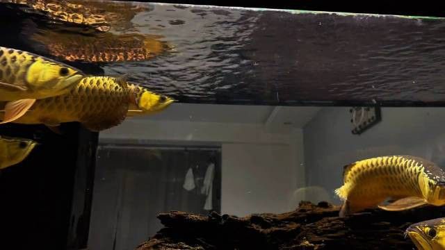 金龍魚變金色過程視頻