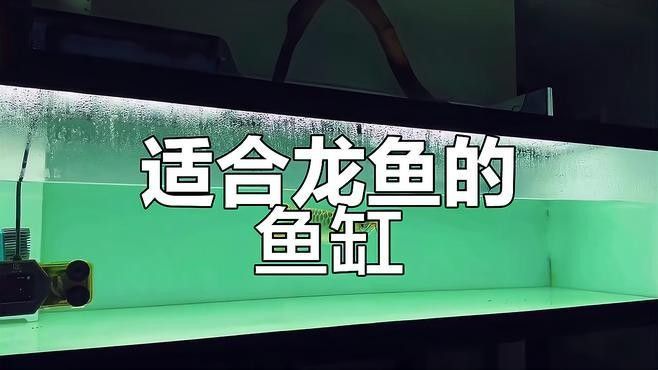 龍魚小魚苗需要多大的魚缸？