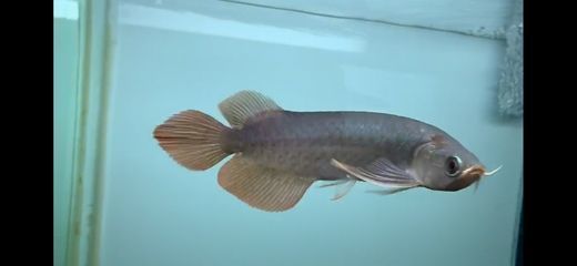 如何讓龍魚的鰭變大（為了讓龍魚的鰭變大，可以采取以下幾個方法）