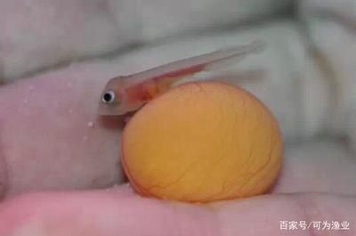 如何讓龍魚的鰭變大（為了讓龍魚的鰭變大，可以采取以下幾個方法）
