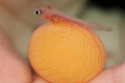 如何讓龍魚的鰭變大（為了讓龍魚的鰭變大，可以采取以下幾個方法）