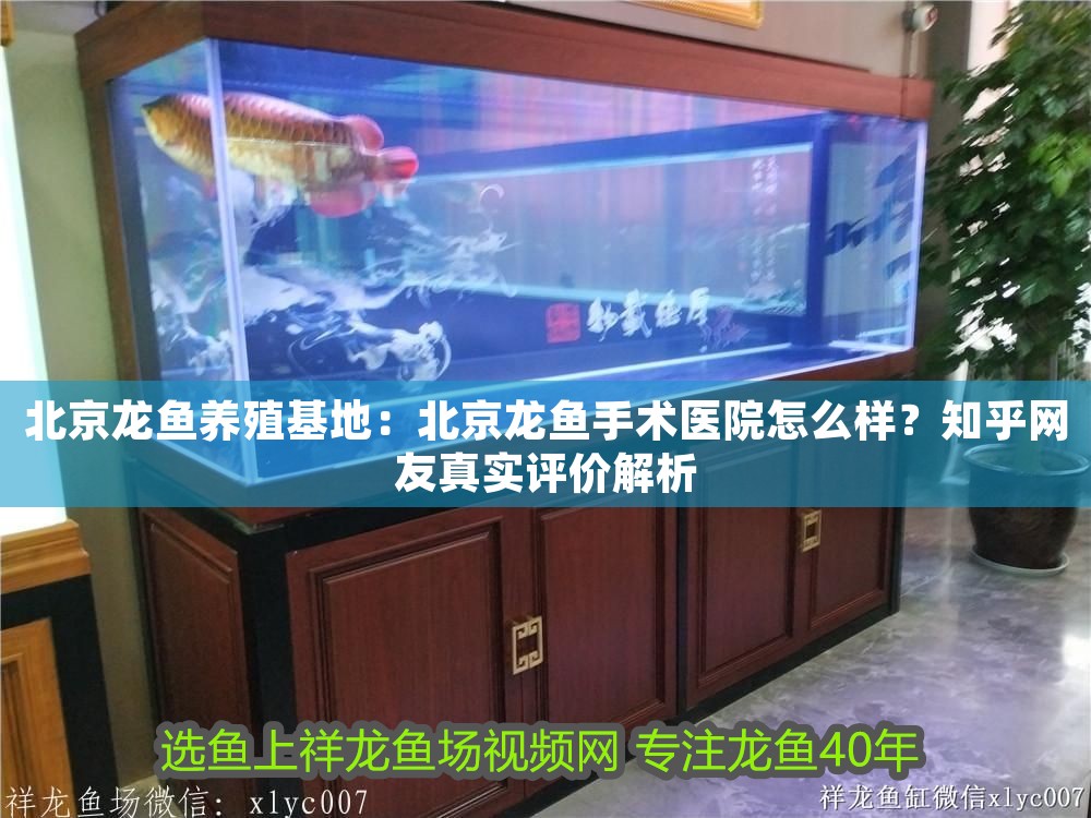 北京龍魚養(yǎng)殖基地：北京龍魚手術(shù)醫(yī)院怎么樣？知乎網(wǎng)友真實(shí)評價解析